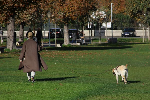 Tableau loup : capturer la magie de la nature dans votre décor