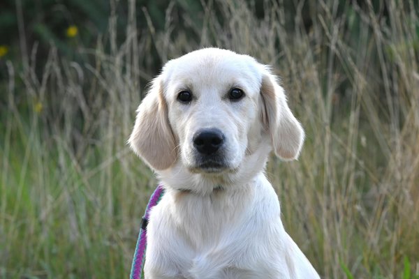 Construire son premier terrarium : planification et mise en œuvre