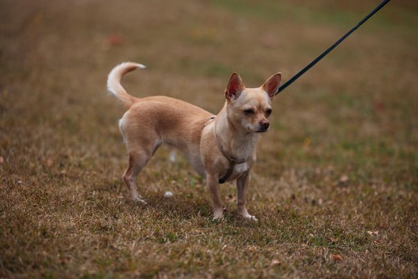 Les meilleures poussettes pour chats : confort et sécurité assurés