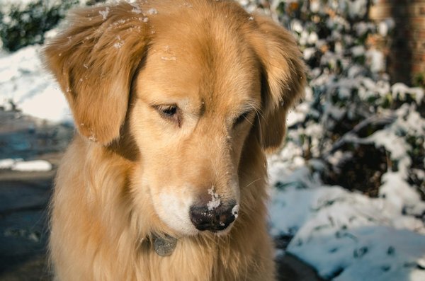 Combinaison pour chien : entre confort, santé et protection